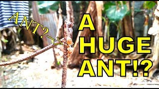 Weaver Ant Queen Philippines [upl. by Mathis819]