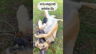 ලුසී එක්ක සරුංගල් 😂🤩 germanshepherd [upl. by Eitten]