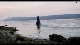 Humpbacks whales make a splashing comeback in Puget Sound [upl. by Ahsener]