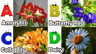 Flowers ABC Song for Kids  Phonics for Kids  Alphabet Letters  Nursery Rhymes [upl. by Hicks419]