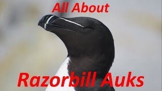 All About Razorbill Auks [upl. by Ronoel]