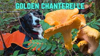 Fistfulls of Chanterelles PNW Gold [upl. by Gerrie]