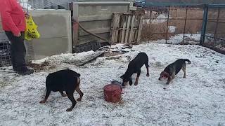 BLACK amp TAN COONHOUND CROSS females at 9 months [upl. by Noynek813]