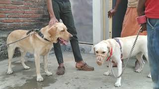 Labrador retriever mating Trying 1st time [upl. by Thetisa]