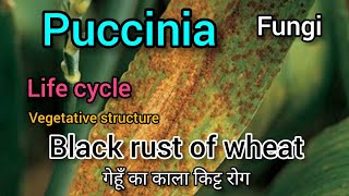 puccinia graminis life cycle Puccinia graminis characteristics Black rust of wheat Fungi कवक [upl. by Ellie132]