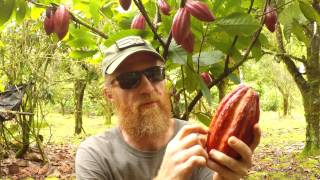 Making Chocolate Cacao Tree To Chocolate Bar [upl. by Golter]