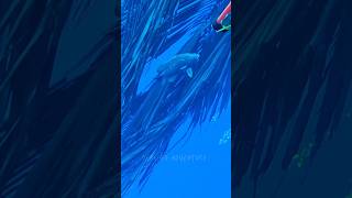 Tripletail fish fishing nightdive fish barracuda fishspecies nightdiving [upl. by Lewis]