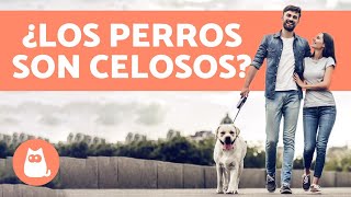 ¿Los perros sienten celos  Todo sobre los celos en los perros [upl. by Mills]