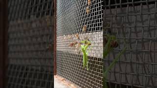 Praying Mantis Attacks Japanese Honeybees A Brave Rescue Attempt [upl. by Skees]