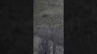 Sambar Deer Hunting With My German Wirehaired Pointer Hunting [upl. by Liggitt]