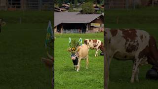 Alpabfahrt Hofstetten 🐮 youtubeshorts brienz travel cows nature [upl. by Anastasius]