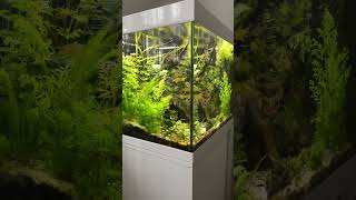 Eheim Vivaline 150 l  The Aqua Cube [upl. by Weihs]