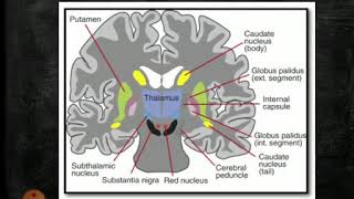 03 06 2020 physiology Basal Ganglia [upl. by Crespo]