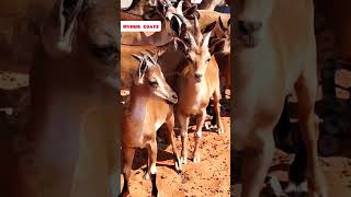 GoatDeer hybrid rooftop GOAT farming facts earn pets animals [upl. by Melvena]