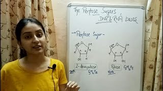 Pentose Sugars  Nitrogenous Bases  Structure of DNA  Lecture 6 [upl. by Ysteb560]