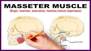 Masseter Muscle  Origin Insertion Nerve supply Clinical importance  Anatomy [upl. by Ardnot984]