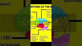 Function of different portions of brainviralshortsytshorts biology neet cee aiims motivation [upl. by Doownil224]