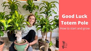 Good Luck Totem Pole Growing Guide  Brazilian Wood Plant  Dracaena fragrans [upl. by Lindsay]