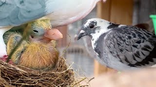 We secretly raised PIGEONS for 8 months Here’s what happened [upl. by Atrahc]