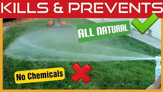 How To Kill Fleas Ticks amp Mosquitoes In The Yard  Natural Spray  Wondercide [upl. by Akisey]