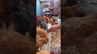 chickens mating in a feeding trough byPoultryparadisetv poultryfarming [upl. by Fauver129]