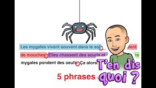 CYCLE 2 GRAMMAIRE Français Comment compter les phrases les lignes et les mots dans un texte [upl. by Seiden578]