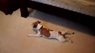 Jack Russell Terrier CLyde Carpet Surfing [upl. by Kazimir]