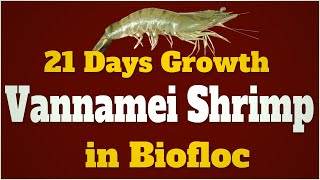 Vannamei Shrimp Farming in Biofloc Technology  21 Days Growth Update  Prawn Farming in Biofloc [upl. by Noiro]