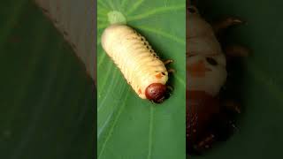 Rhinoceros Beetle Larvae  4K Close up  Rhino Beetle Larva  Macro View [upl. by Onairelav]