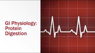 GI Physiology Protein Digestion [upl. by Saile]