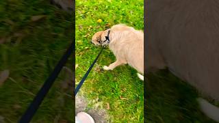 WALK WITH ME druid bestwalk doglover marinaclayton dogowner dog [upl. by Atinaj149]