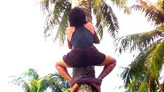 HOW TO CLIMB A COCONUT TREE  and pick up coconuts [upl. by Zollie386]