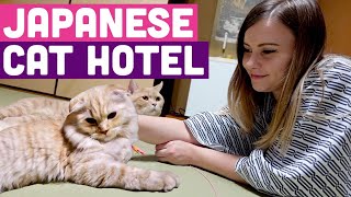 I Stayed Overnight in a Japanese Cat Hotel 🐈 Cats in YOUR ROOM [upl. by Etak]