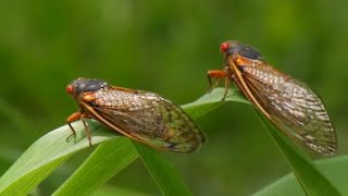 Cicadas are coming 7 cicada species will emerge in 2024 [upl. by Eanore]