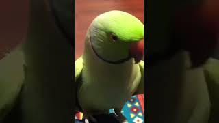 मैं तोता मैं तोता sitaslifestyle shorts metota muthu 🦜 [upl. by Bevon]