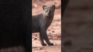 Jaguarundi [upl. by Notsniw]