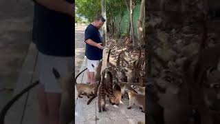 Coatimundi Feeding Frenzy in México [upl. by Adyahs661]