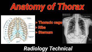 Anatomy of Thorax  Ribs  Sternum  anatomy in hindi   By BL Kumawat [upl. by Branham]