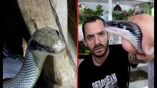 Le MEILLEUR serpent du MONDE pour débuter dans la terrario [upl. by Letnuhs]