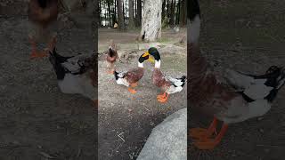 The ducklings at Century Park come ashore to beg food from passersby animals beautyaroundus [upl. by Esyahc]