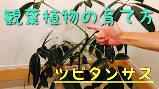 オススメの観葉植物！ツピタンサスを元気に育てる方法！ [upl. by Pilif]