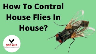 How To Control House Flies In House [upl. by Aicenav96]