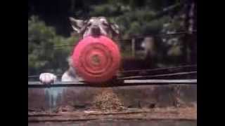 The Littlest Hobo Season 1 Episode 10 Boy On Wheels [upl. by Liagiba]