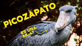 El PICOZAPATO el TERROR hecho PÁJARO [upl. by Quillon848]