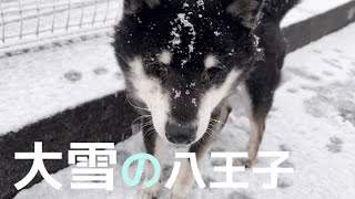 【大雪】八王子も沢山雪が降りましたSnowy road walk shibainu 黒柴 柴犬 [upl. by Hurst]