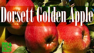 Dorsett Golden Apple Tree  Growing Apples in Warm Climates [upl. by Middleton]