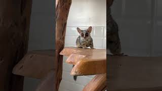 Bush Baby Galago pet galago bushbaby [upl. by Hamrnand]