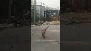 James gya tha mor se bt krne labradorcommunity doglover labradorlovers labrador dog musicsong [upl. by Eissel]