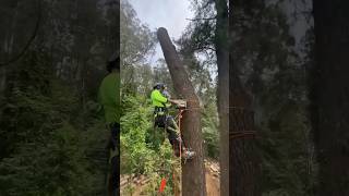 Pine Tree Removal [upl. by Arak]