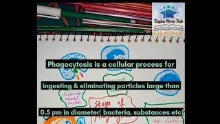 what is Phagocytosis 6 stages of phagocytosis phagocytosis microbiology immunity [upl. by Mills220]